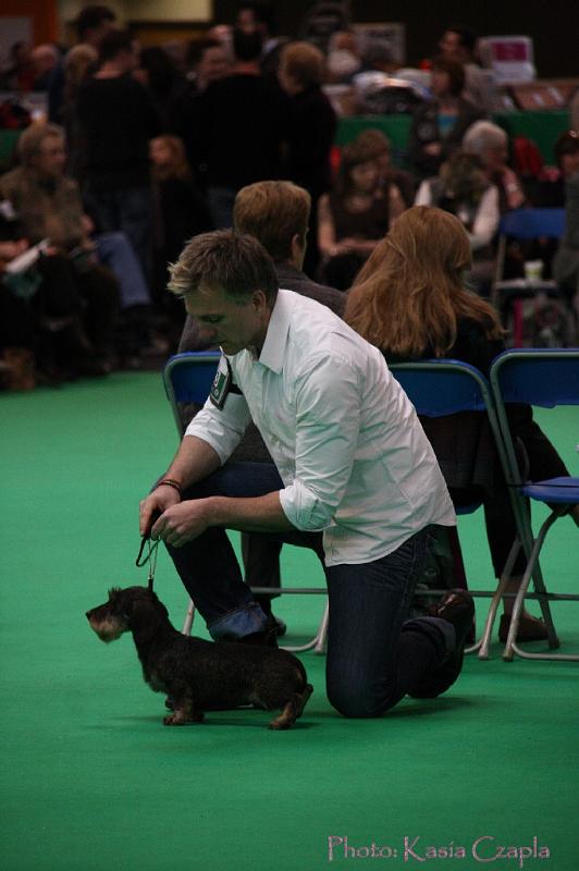 Crufts2011_2 1213.jpg